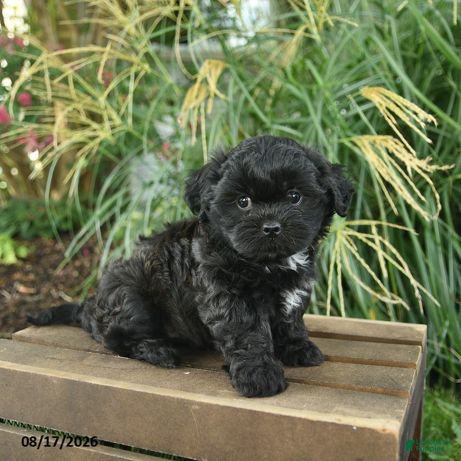 Mixed Breed dogs Mavis  - Ad 1