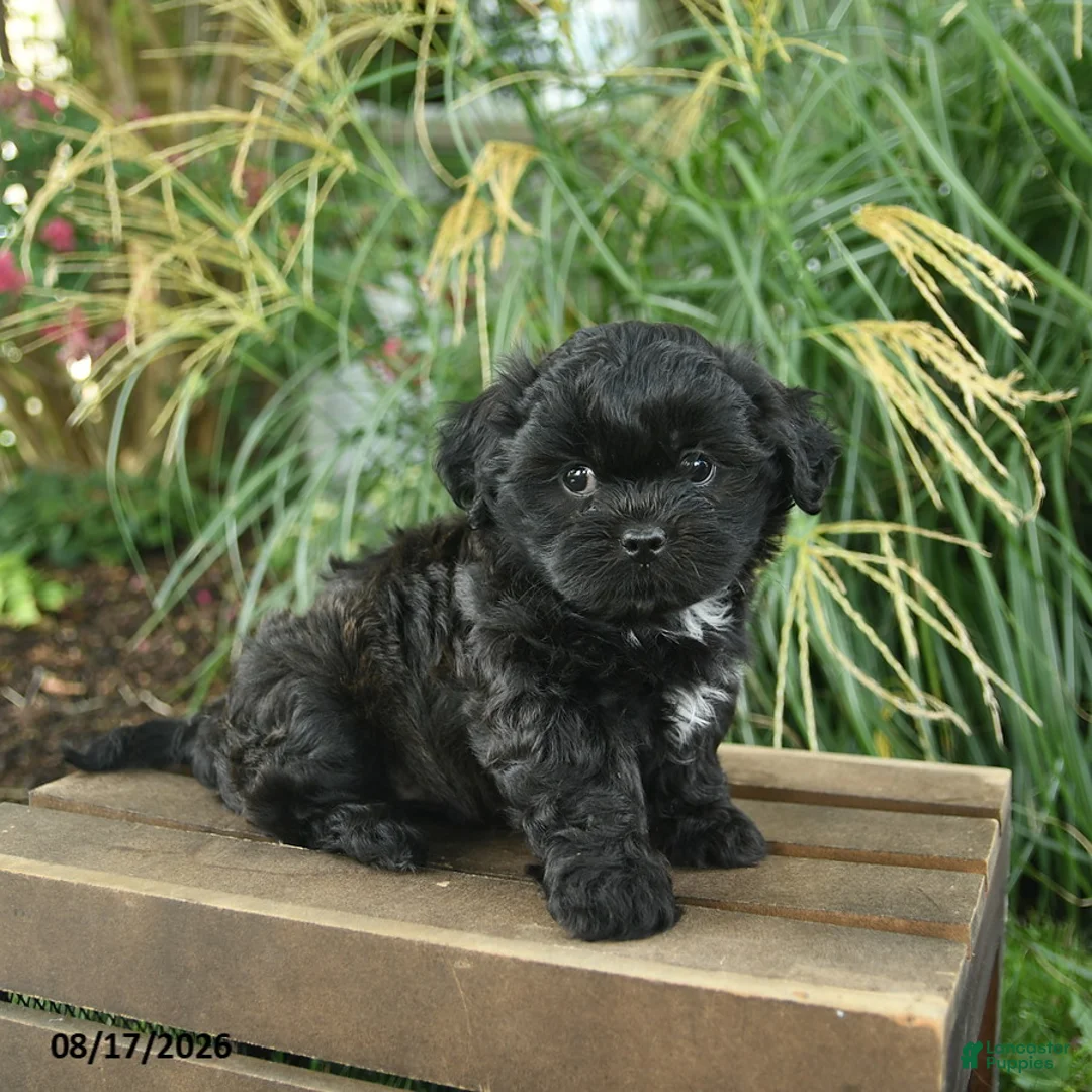 Mixed Breed dogs for sale: Mavis  - Ad 1