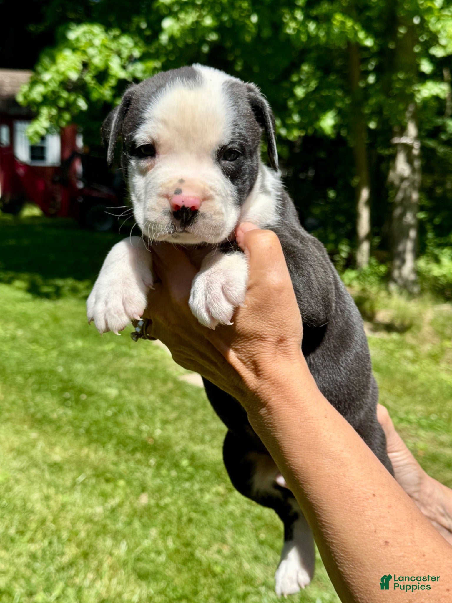 American Bulldog dogs Male 1 - Ad 2