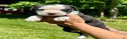 American Bulldog dogs for sale: Male 1 - Ad 2