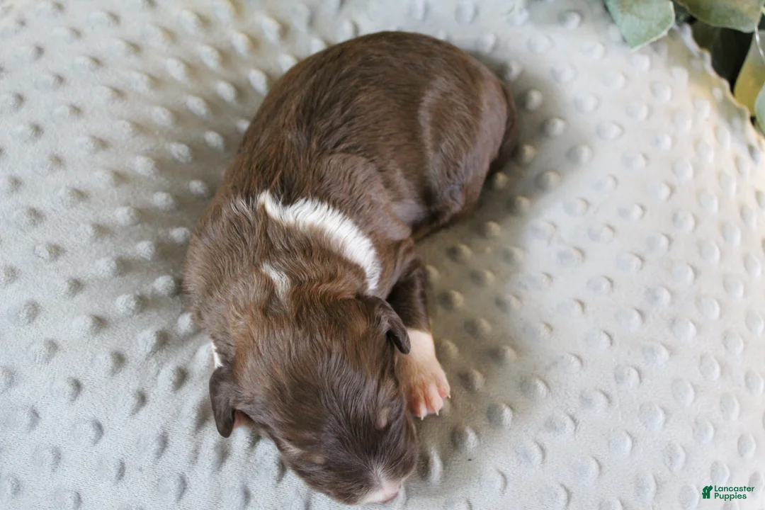 Bordoodle dogs for sale: Comet - Ad 2