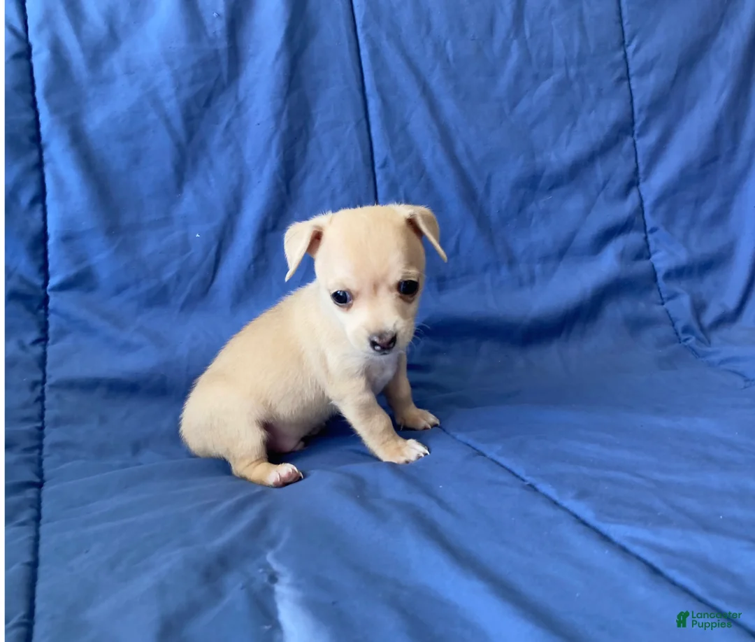 Chihuahua dogs for sale: Remy - Ad 9