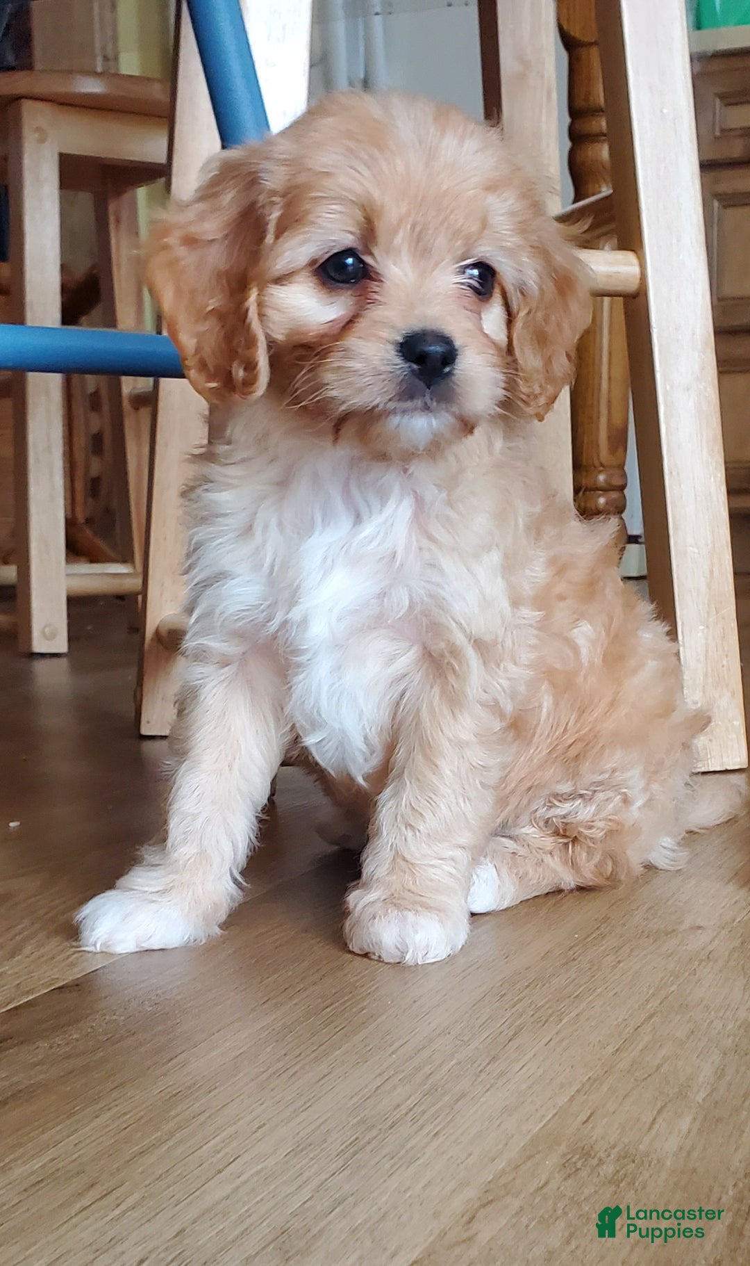 Cavachon dogs for sale: Taffy - Ad 1