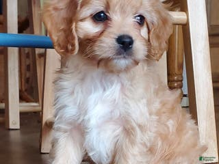 Cavachon dogs Taffy - Ad 22
