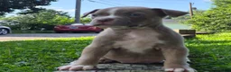 American Bully dogs for sale: Tiffany - Ad 2