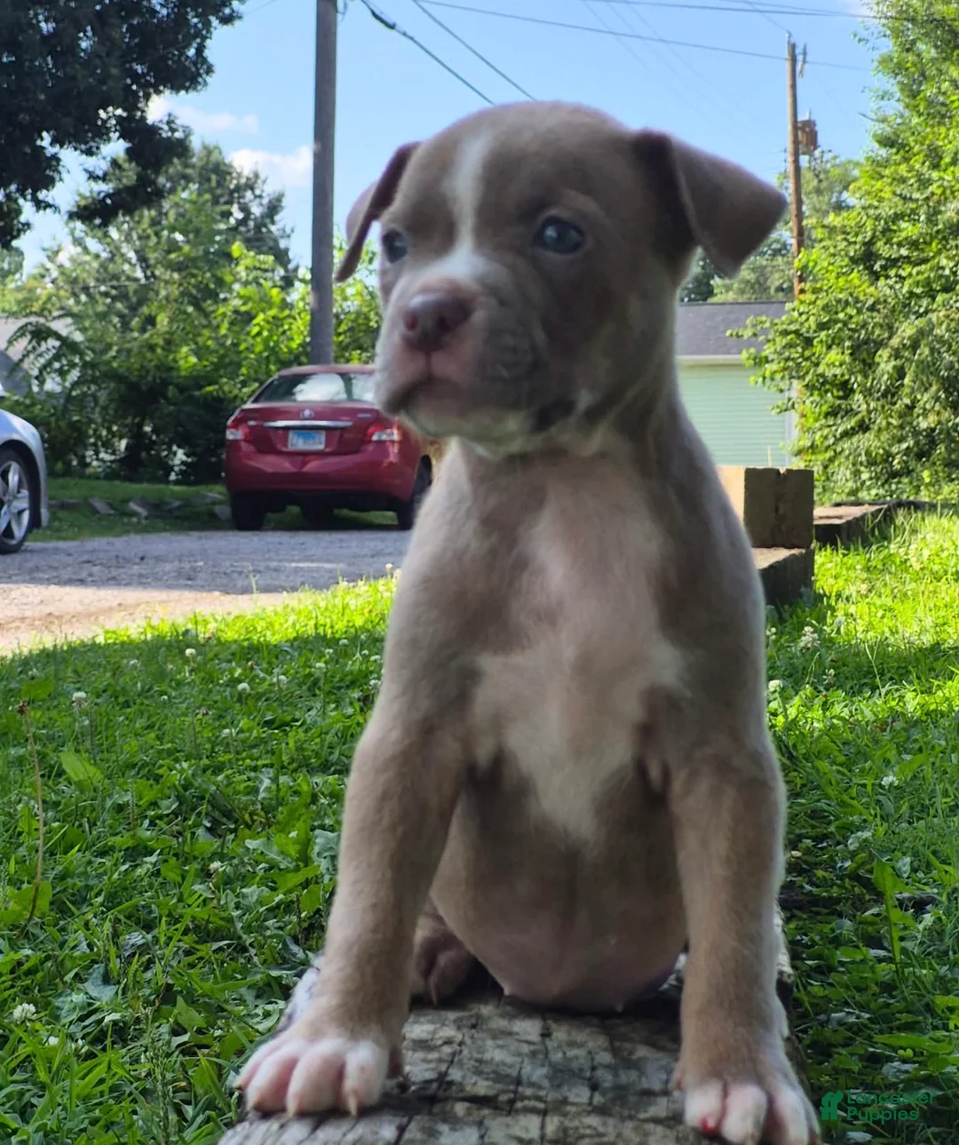 American Bully dogs for sale: Tiffany - Ad 2
