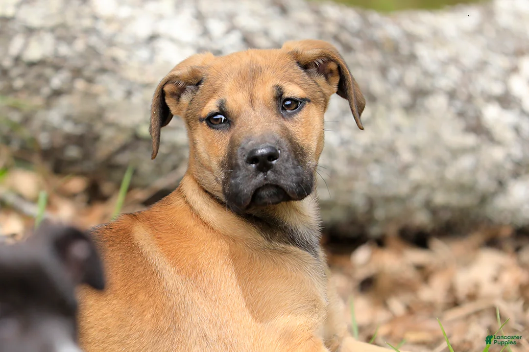 Mixed Breed dogs for sale: Falcon - European Doberdane - Ad 1