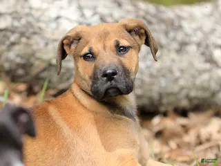 Mixed Breed dogs for sale: Falcon - European Doberdane - Ad 2