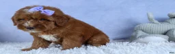 Mini Goldendoodle dogs for sale: 🐾 Meet Natasha – F2B Mini Goldendoodle Puppy 🐾 - Ad 18