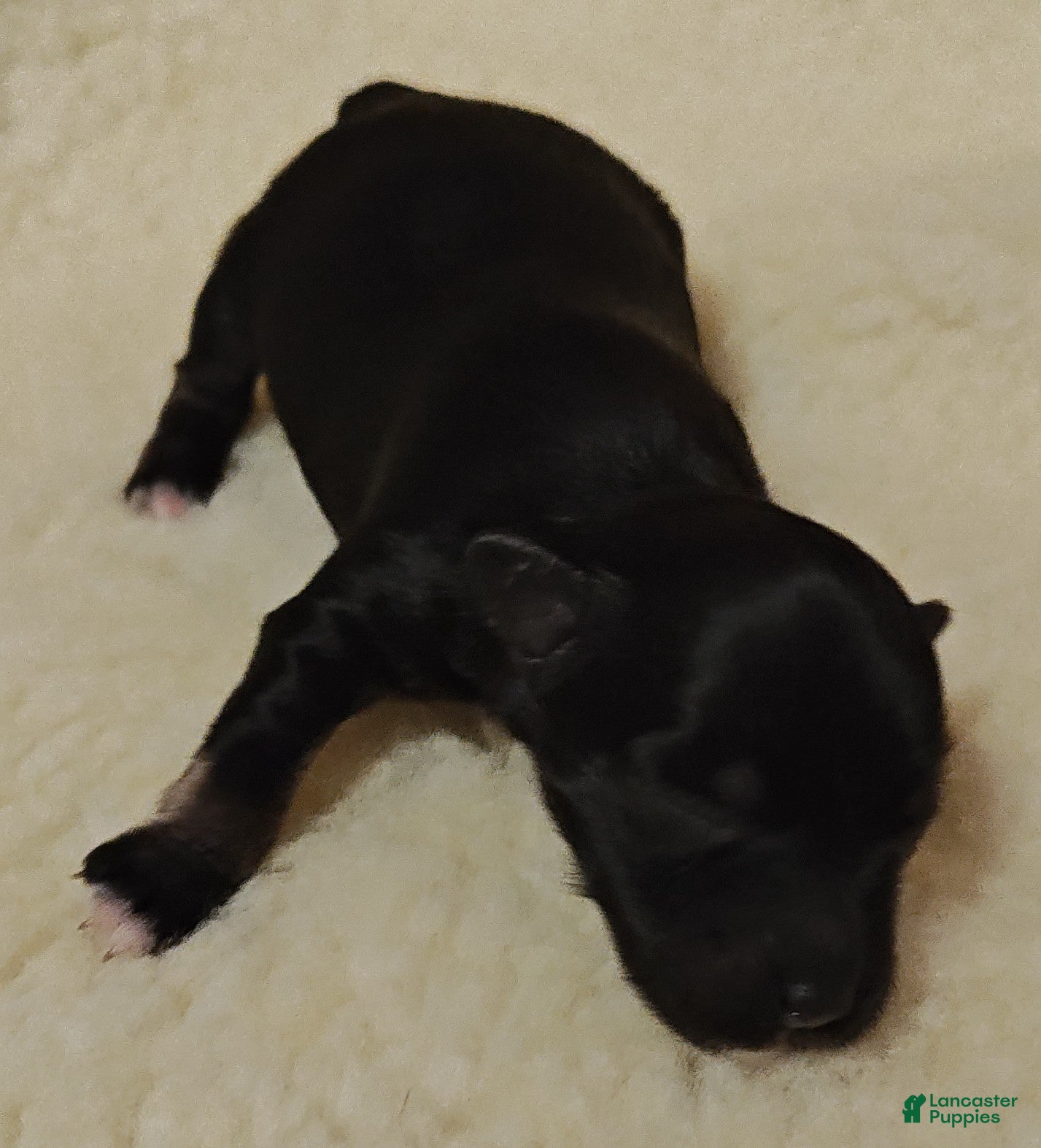 Miniature Schnauzer dogs Girl 2 - Ad 5