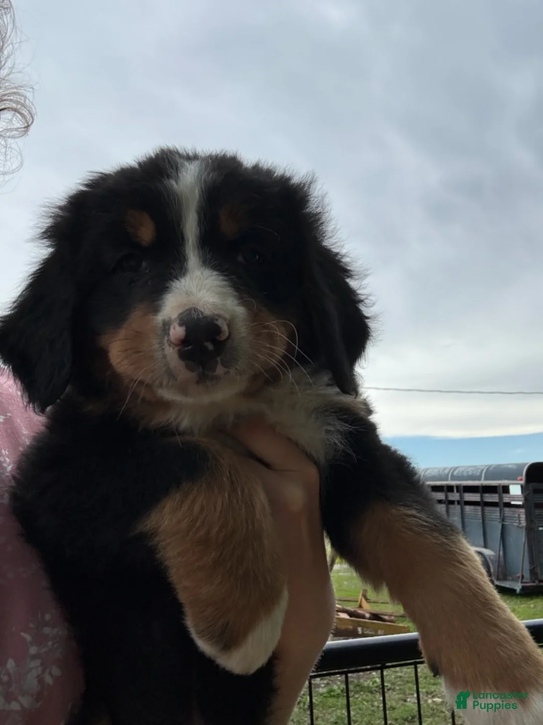 Bernese Mountain Dog dogs for sale: Jasmine - Ad 2