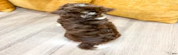 Havanese dogs for sale: Alice - Ad 5