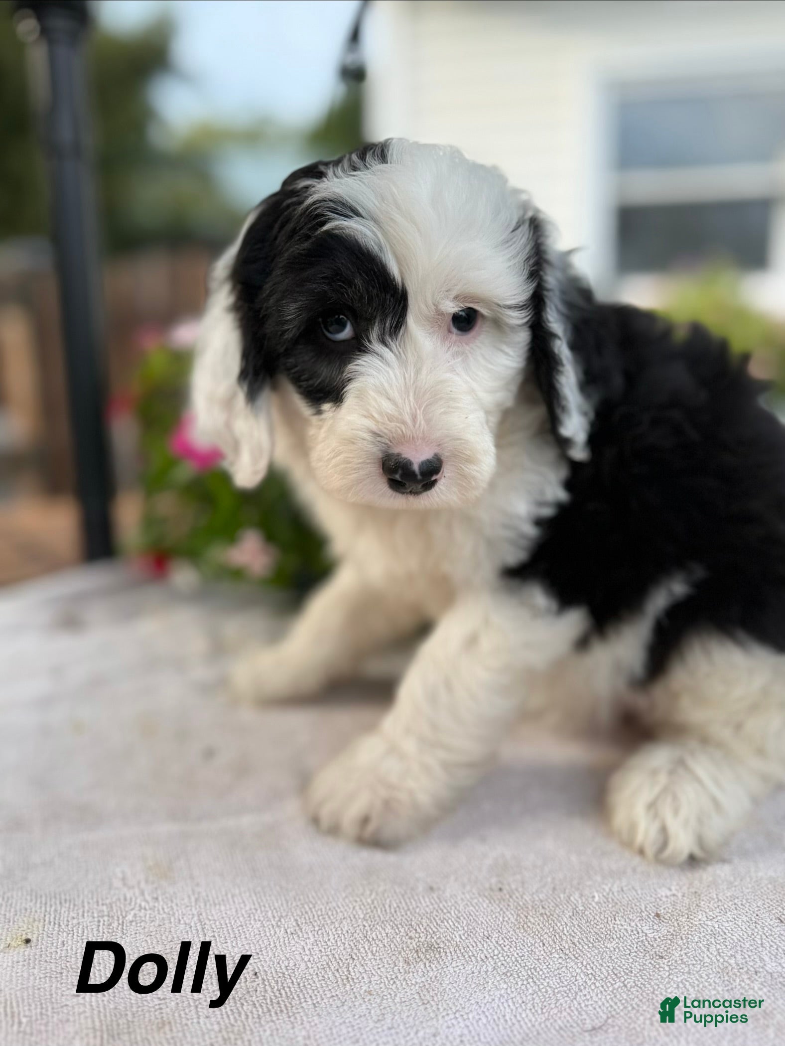 Sheepadoodle dogs Dolly - Ad 2