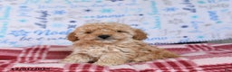 Miniature Poodle dogs for sale: Munchkin - Ad 4