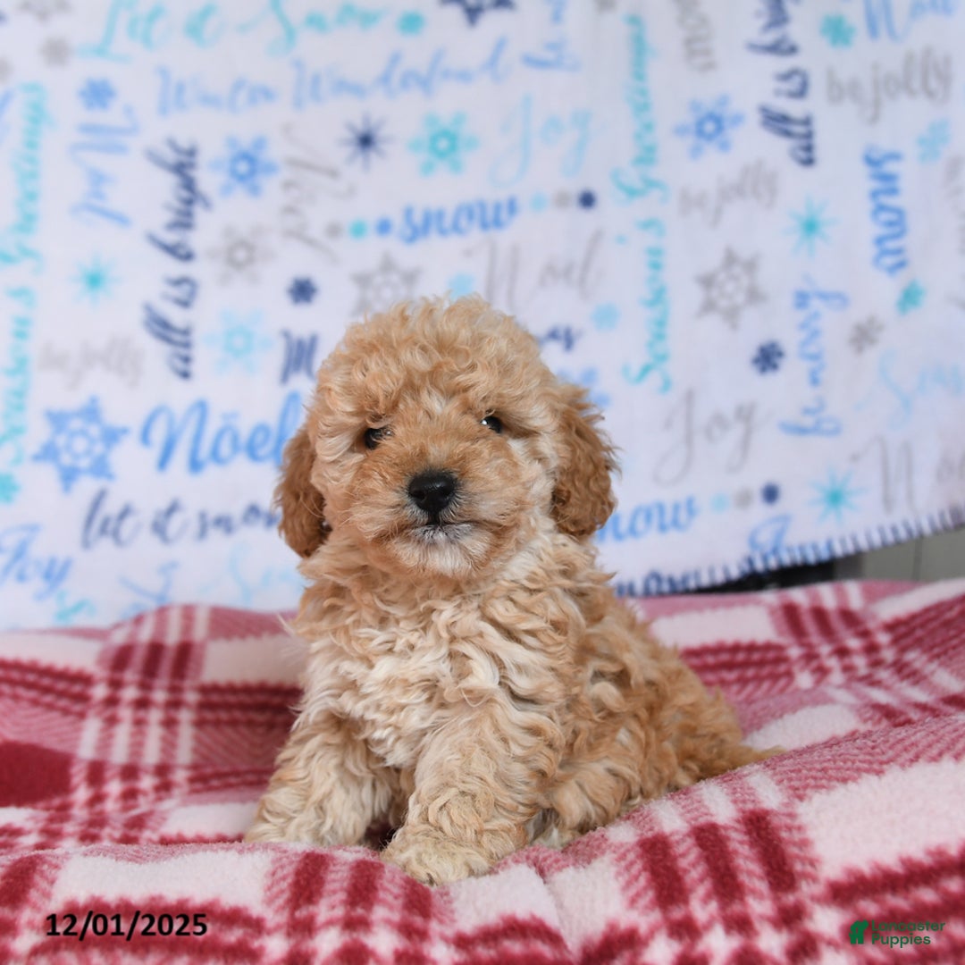 Miniature Poodle dogs for sale: Munchkin - Ad 4