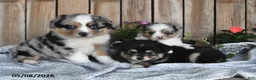 Miniature Australian Shepherd dogs for sale: Parker - Ad 4
