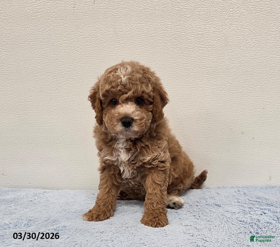 Mini Goldendoodle dogs Colby - Ad 1