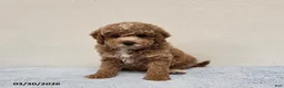 Mini Goldendoodle dogs for sale: Colby - Ad 1