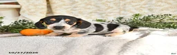 Miniature Dachshund dogs for sale: June - Ad 3