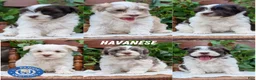 Havanese dogs for sale: Nala - Ad 10