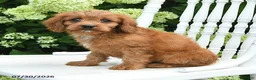 Cavapoo dogs for sale: Duke - Ad 4