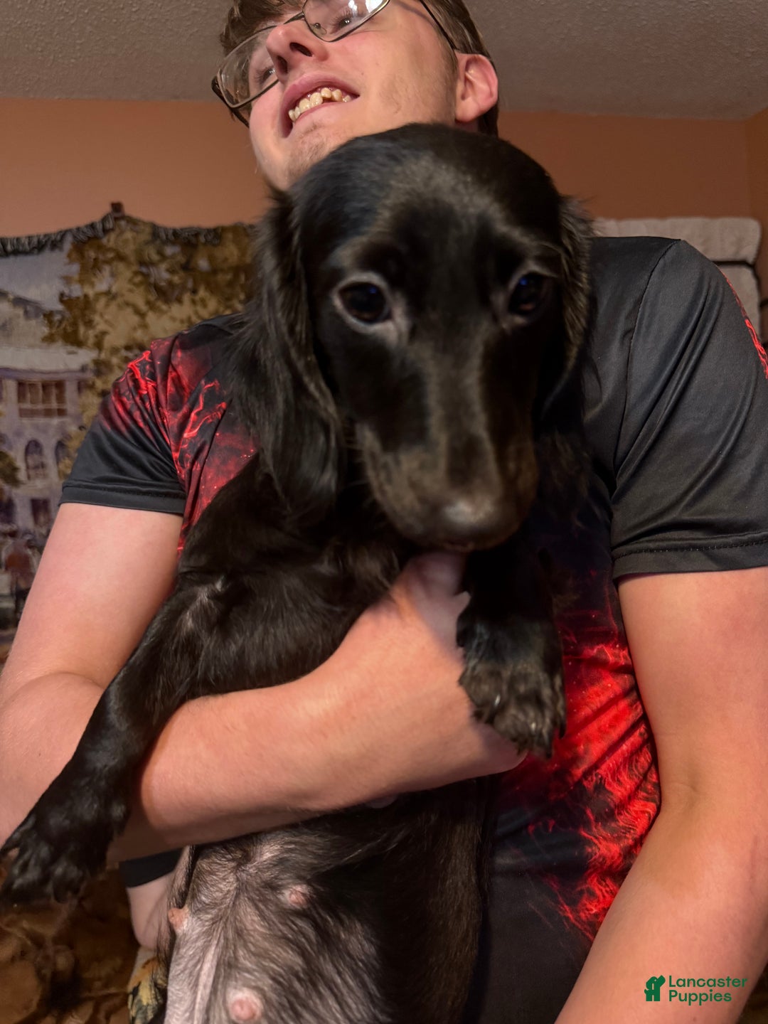 Miniature Dachshund dogs for sale: Kota - Ad 7