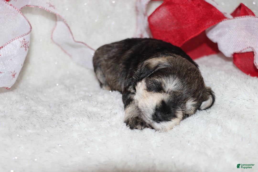 Miniature Schnauzer dogs for sale: Sparkle - Ad 4
