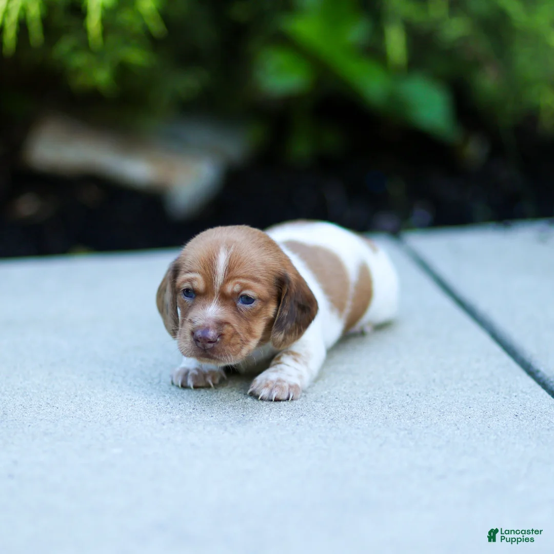 Miniature Dachshund dogs for sale: Missy Miniature Dachshund  - Ad 2