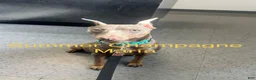 Miniature Pinscher dogs for sale: Savanna - Ad 2
