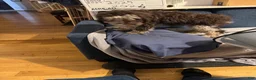 Bernedoodle dogs for sale: Athena - Ad 7