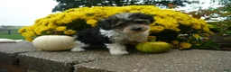 Yorkiepoo dogs for sale: Yorkiepoo 2 - Ad 2