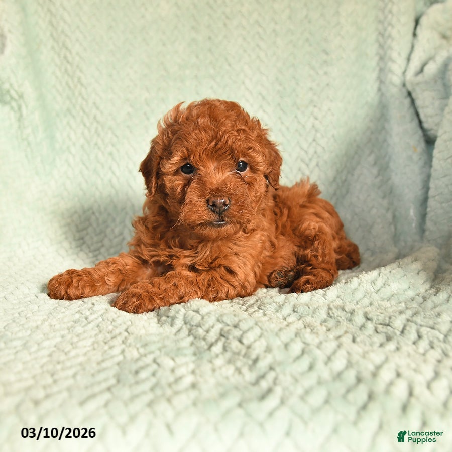 Toy Poodle dogs Olivia - Ad 1