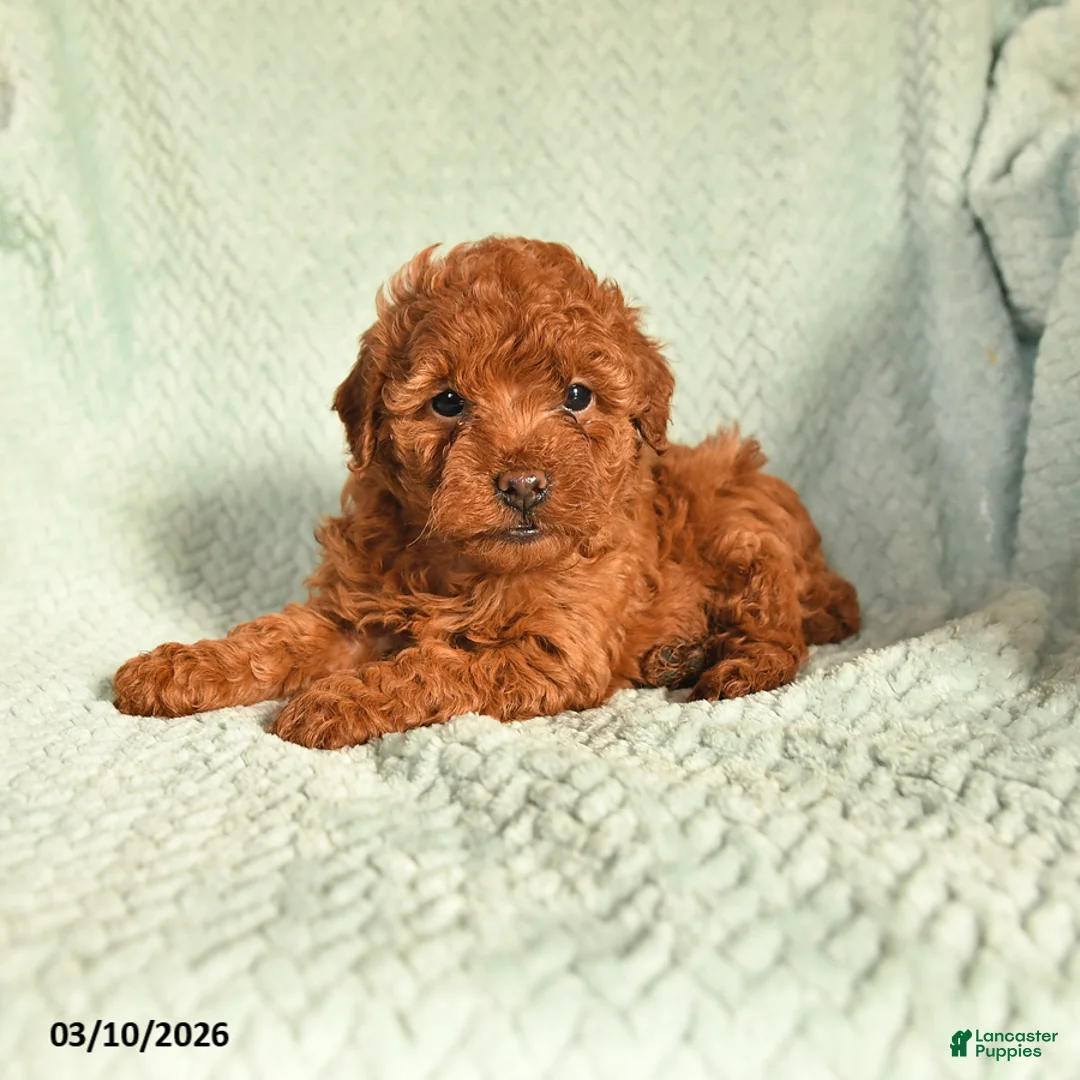 Toy Poodle dogs for sale: Olivia - Ad 1