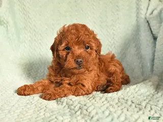 Toy Poodle dogs for sale: Olivia - Ad 3