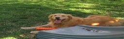 Golden Retriever dogs for sale: Golden Retriever Puppy 1 - Ad 13