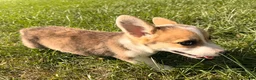 Welsh Corgi Pembroke dogs for sale: Tucker - Ad 5