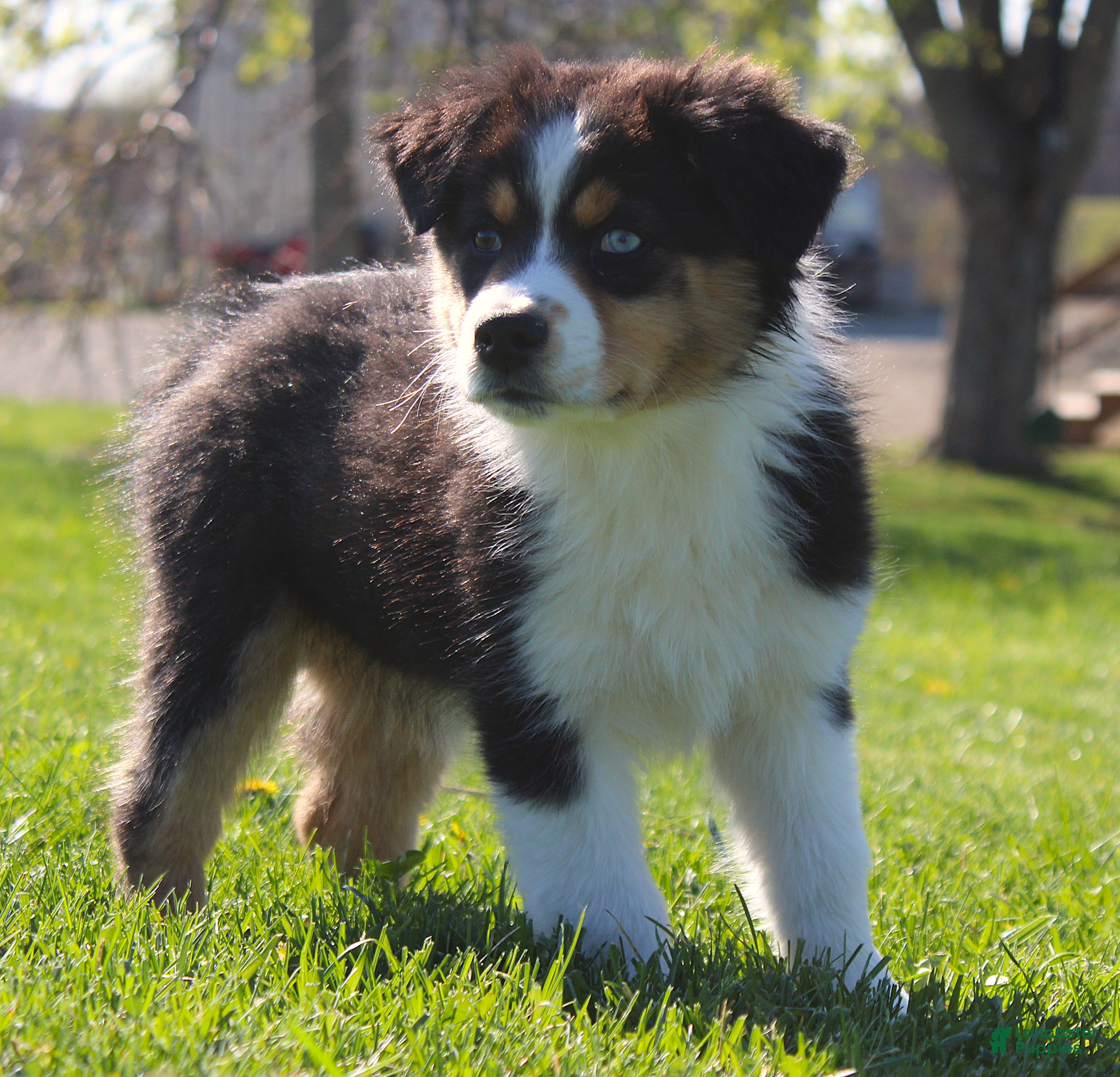 Australian Shepherd dogs Twig - Ad 1