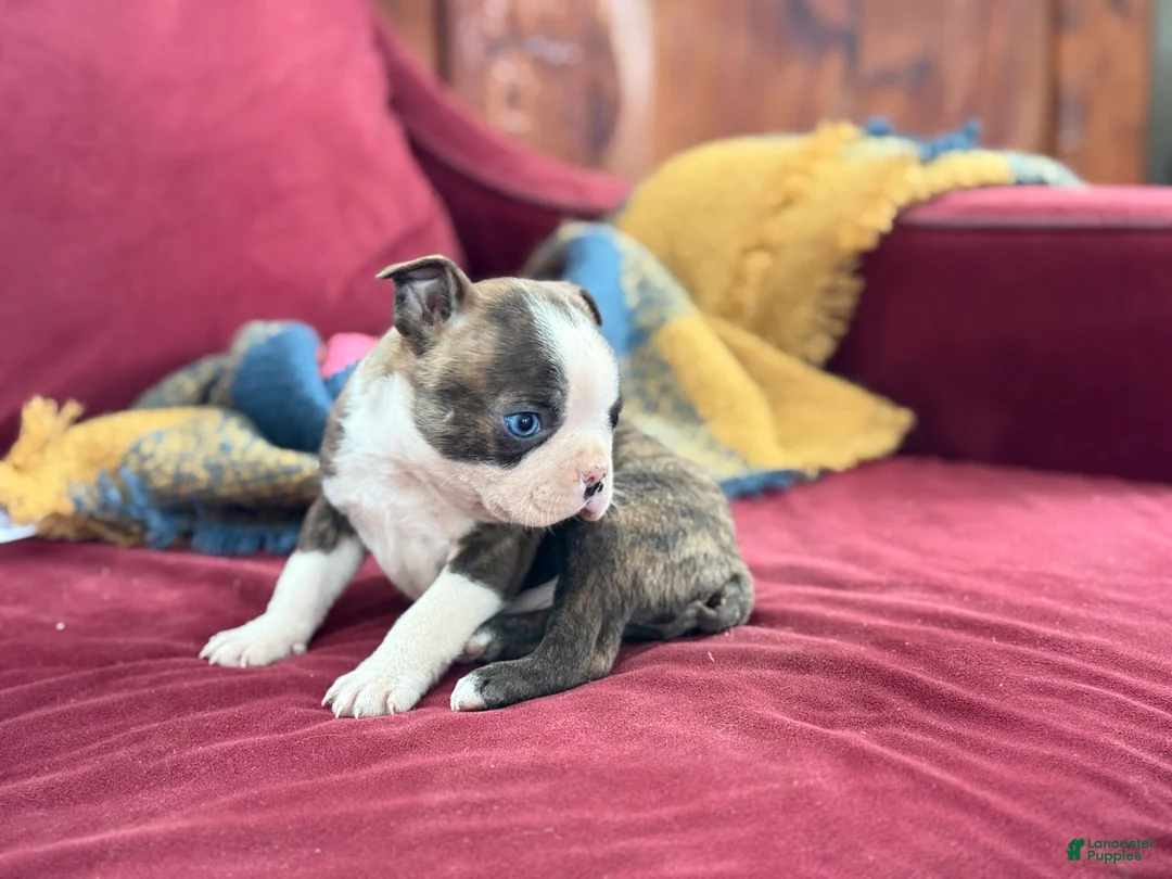 Boston Terrier dogs for sale: Bert - Ad 11
