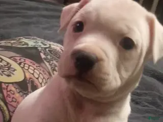 American Staffordshire Terrier dogs American Staffordshire Terrier Puppy 1 - Ad 19