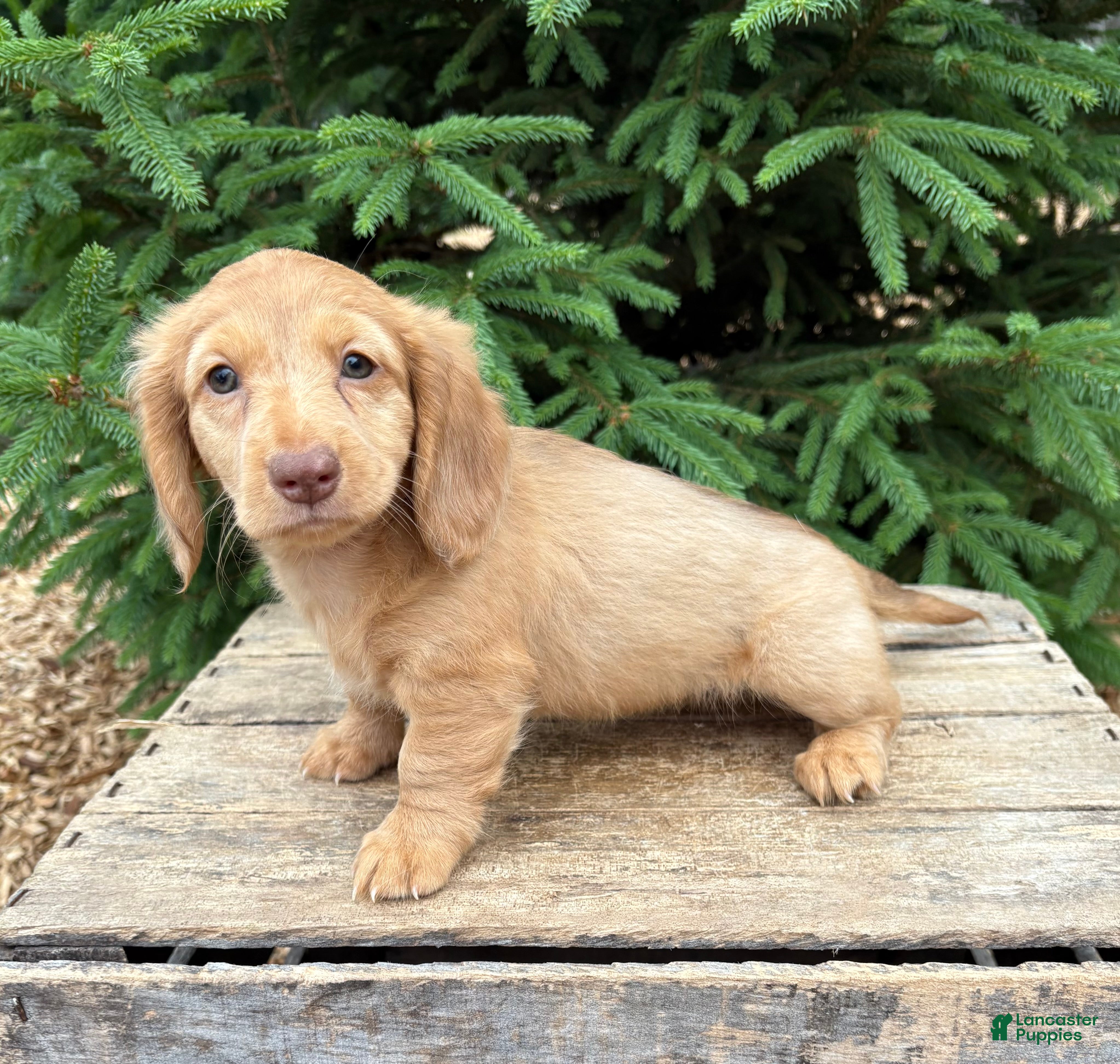 Dachshund dogs Rhea - Ad 1