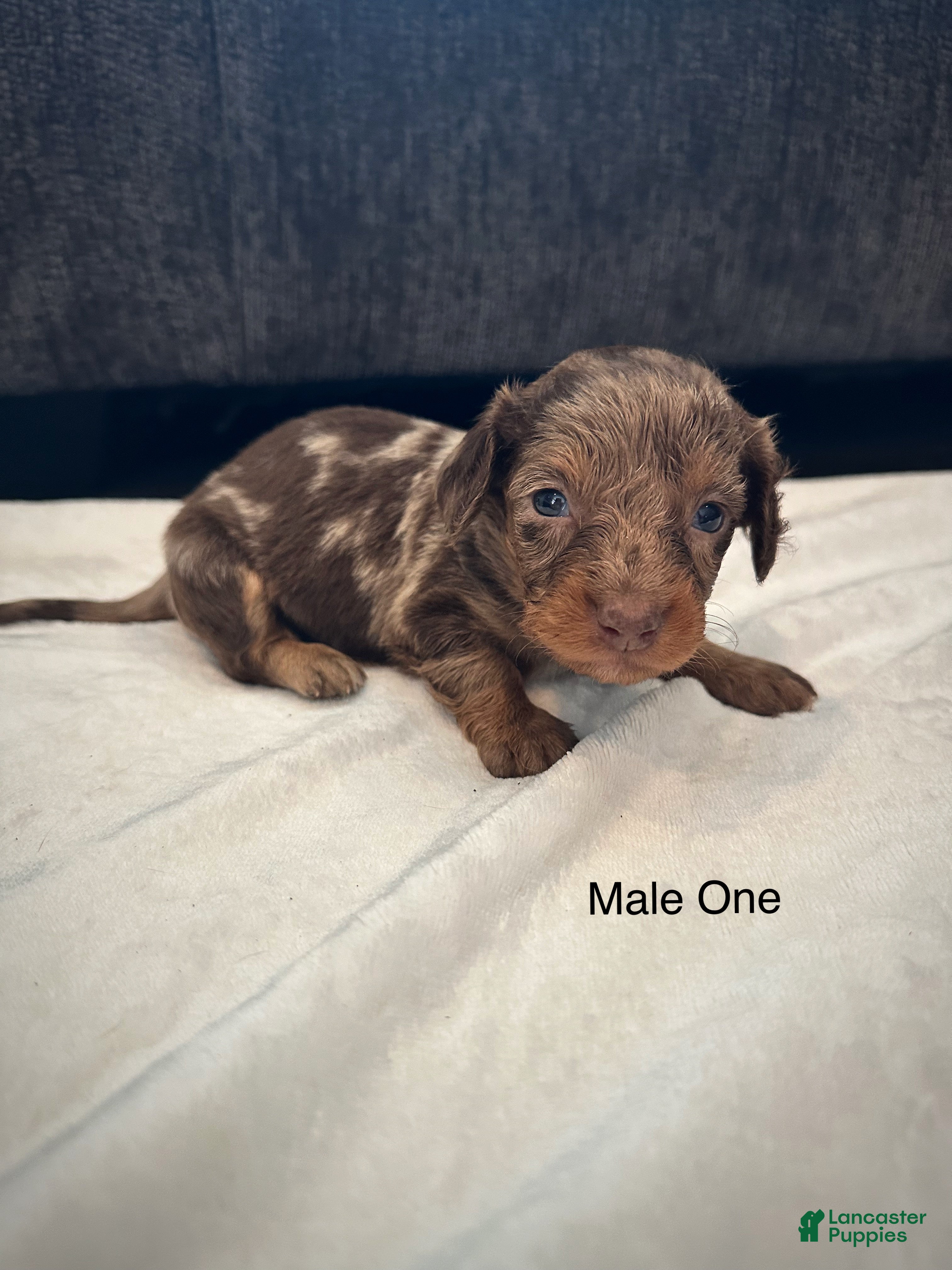 Dachshund dogs Male One - Ad 2