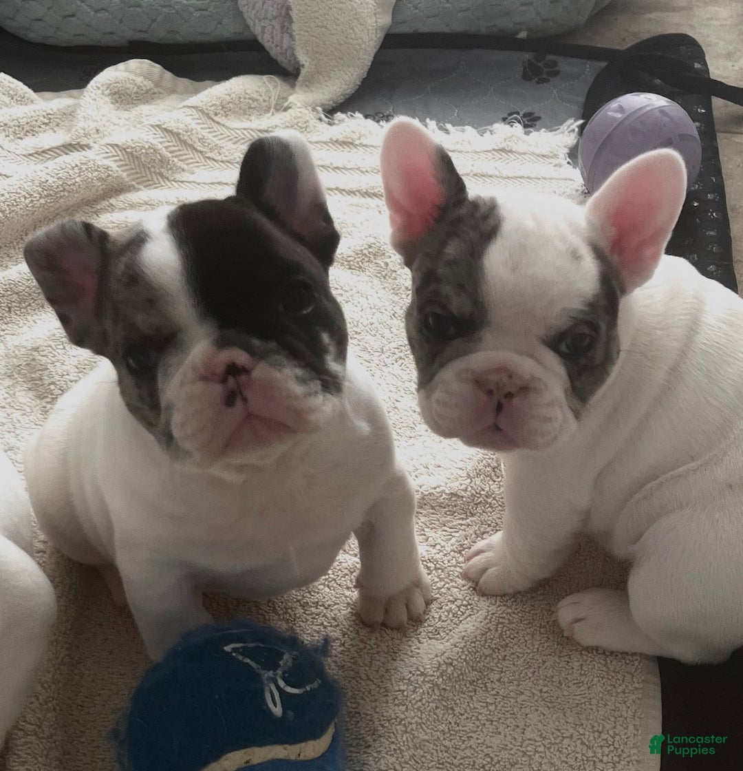French Bulldog dogs for sale: Titan - Ad 6