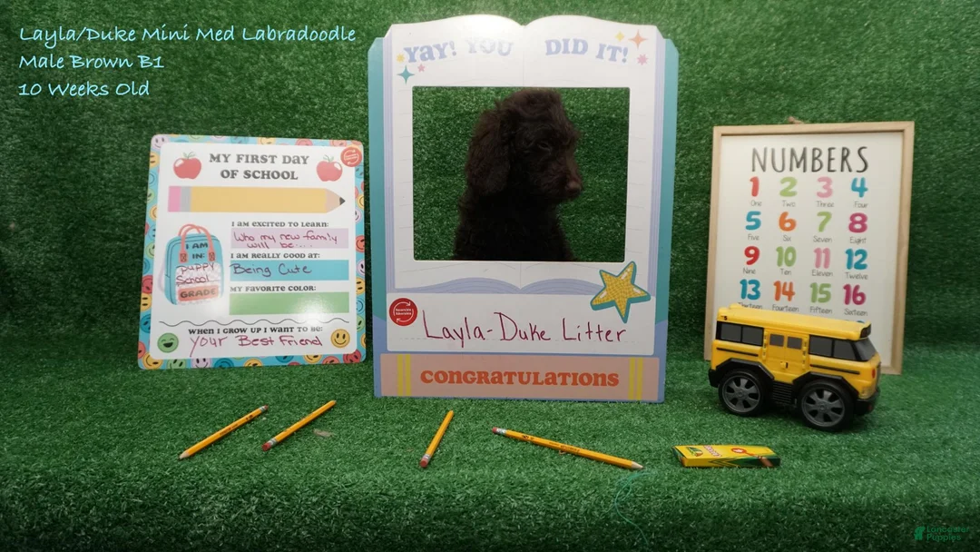 Miniature Labradoodle dogs for sale: LD B1 - Ad 1