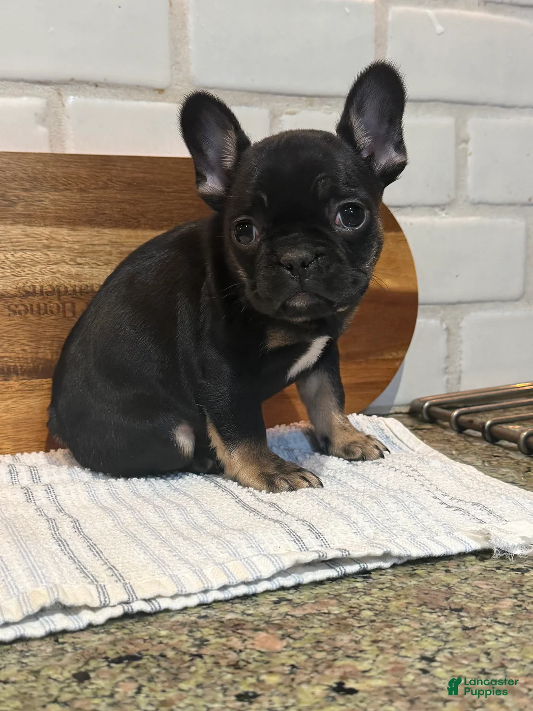 French Bulldog dogs for sale: Minnie - Ad 1