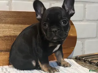 French Bulldog dogs for sale: Minnie - Ad 1