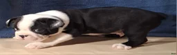 Miniature Dachshund dogs for sale: Audra - Ad 6