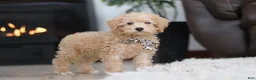 Schnoodle dogs for sale: Ollie - Ad 4