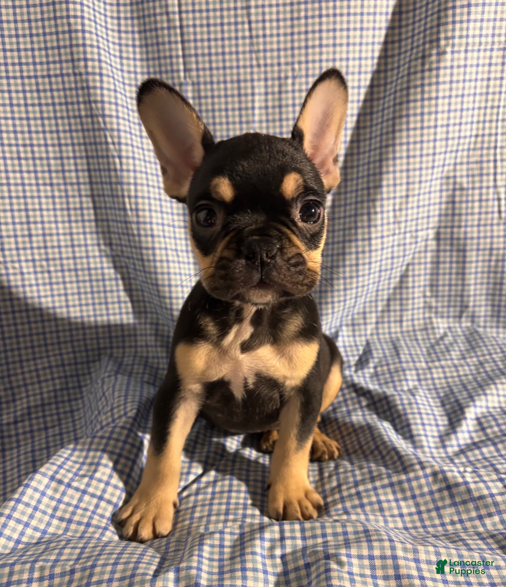 French Bulldog dogs French Bulldog Puppy 2 - Ad 19