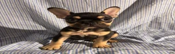 French Bulldog dogs for sale: French Bulldog Puppy 2 - Ad 1