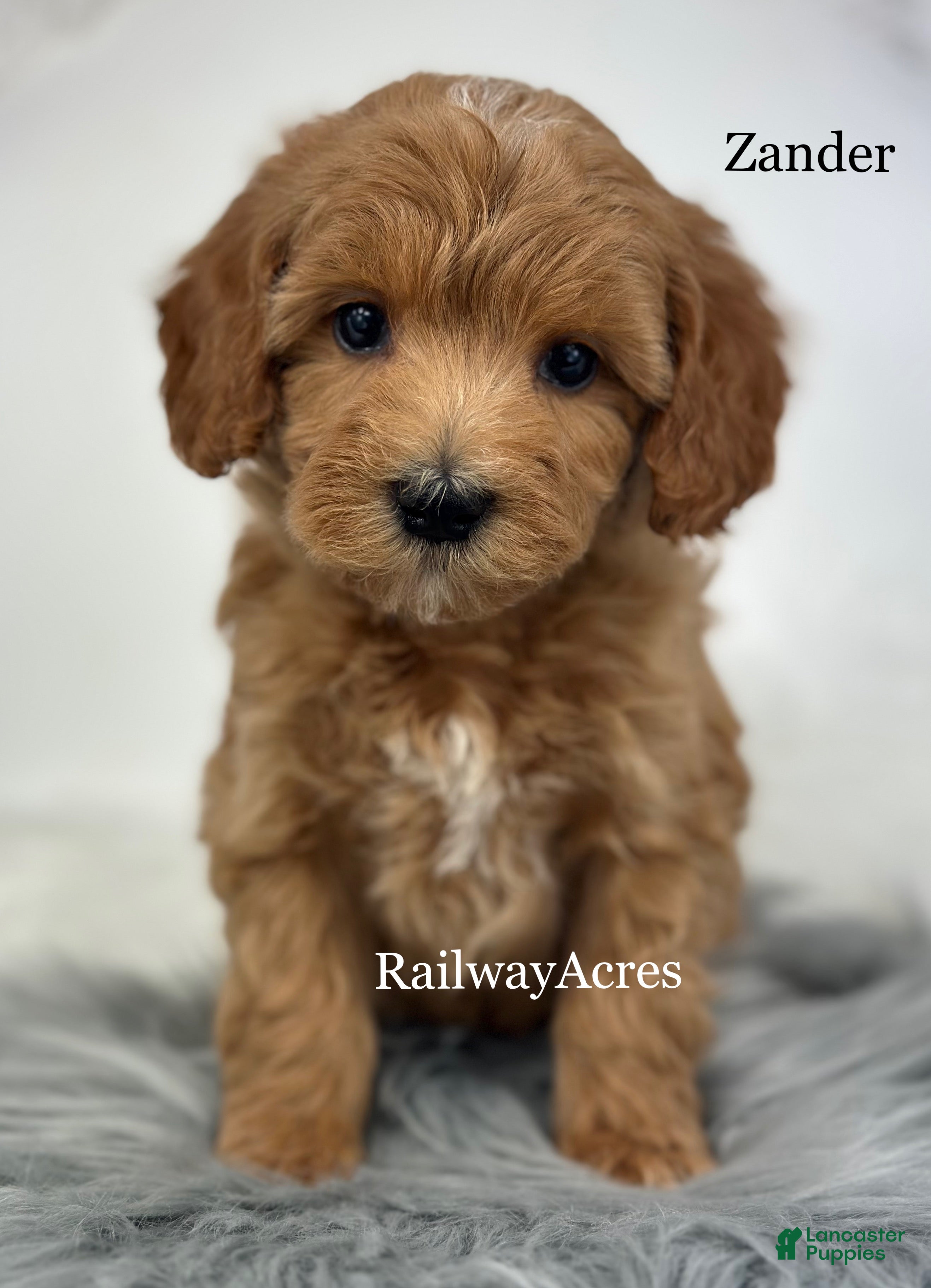 Mixed Breed dogs Zander - Ad 28
